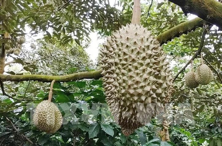 Long Thanh Fruit