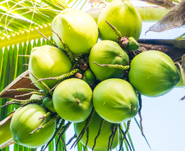 Fresh Coco Fruit